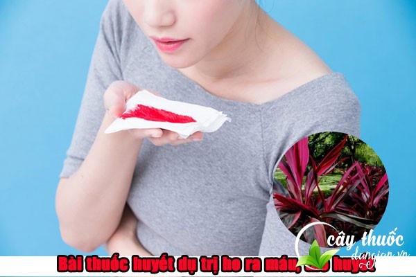 Bài thuốc huyết dụ trị ho ra máu, thổ huyết