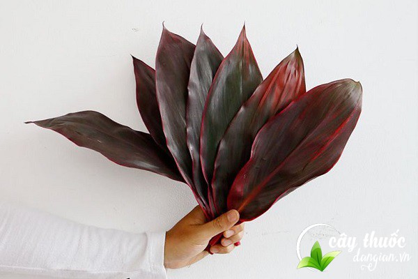 Lưu ý rửa sạch lá huyết dụ trước khi sử dụng làm thuốc