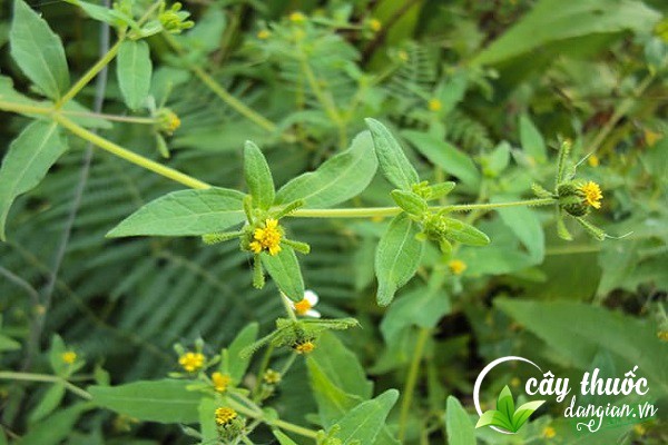 Cây hy thiêm hay còn gọi là cây cỏ đĩ, chó đẻ,...