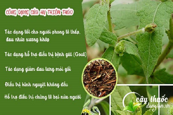 Công dụng của Hy thiêm đối với sức khỏe