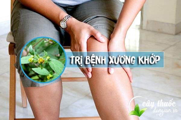 Bài thuốc hy thiêm chữa đau nhức xương khớp, tê mỏi chân tay