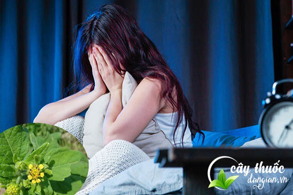 Bài thuốc hy thiêm giúp an thần, chữa mất ngủ