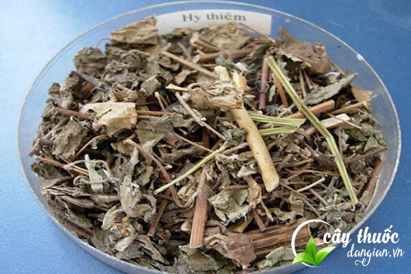 Lưu ý trước khi sử dụng thảo dược này nên tham khảo ý kiến của bác sĩ, thầy thuốc