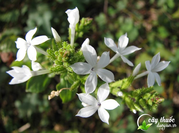 tac-dung-chua-benh-của-bach-hoa-xa