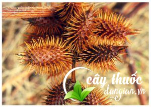 Quả ké đầu ngựa đã chuyển màu vàng