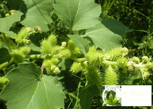 Cây ké đầu ngựa