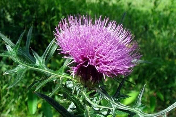 Cây kế sữa còn có tên gọi khác là cây cúc gai, cây đức mẹ, cây kế thánh là một loại cây dược liệu có nhiều tác dụng tốt cho sức khỏe