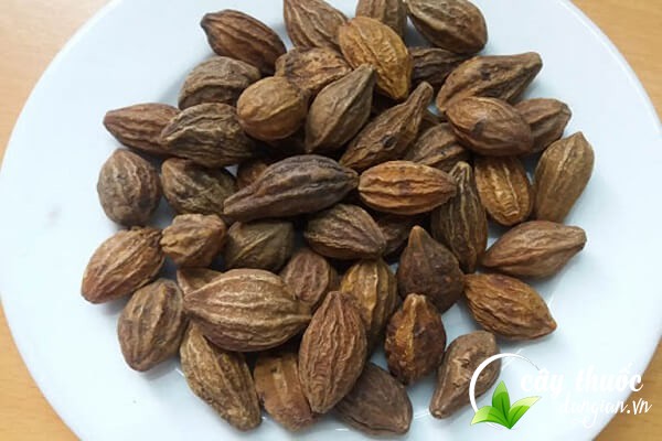 Lưu ý nên tham khảo ý kiến bác sĩ trước khi dùng kha tử chữa bệnh