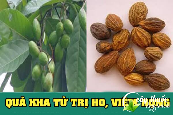 Kha tử có công dụng trị ho, viêm họng và nhiều tác dụng khác,...