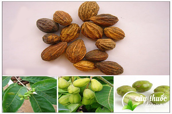 Kha tử hay còn gọi là kha lê, hạt chiêu liêu,... mang lại nhiều tác dụng cho sức khỏe