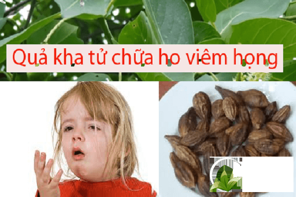Bài thuốc kha tử trị ho, viêm họng cho trẻ nhỏ