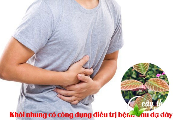 Bài thuốc khôi nhung trị bệnh đau dạ dày