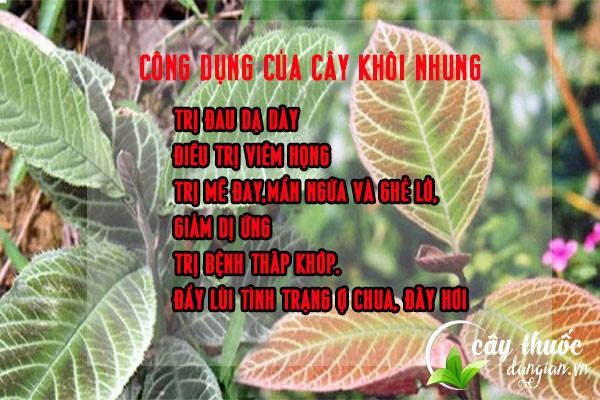 Công dụng chính của cây lá khôi