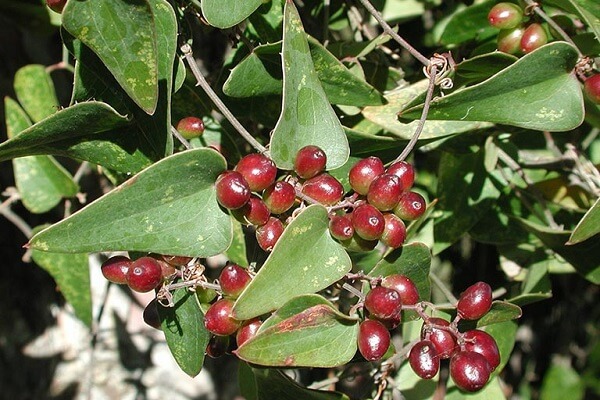 Khúc khắc hay còn Thổ phục linh, dây kim cang, kim cang mỡ là một vị thuốc Đông y