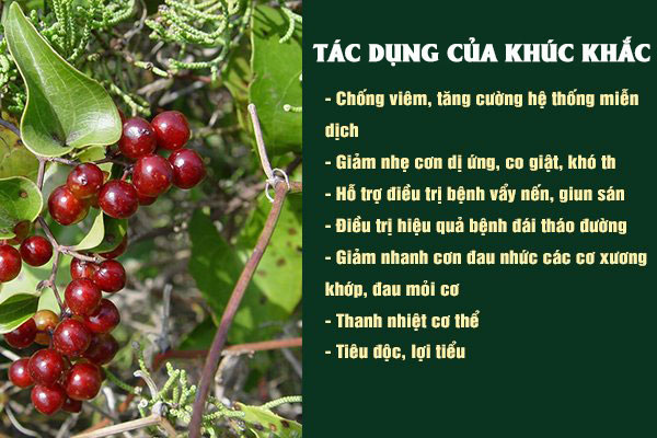 Những công dụng tốt của Khúc khắc
