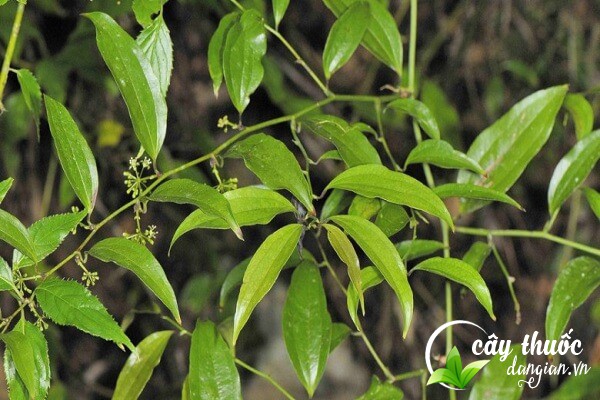 Kim cang có nhiều tên gọi khác nhau trong dân gian