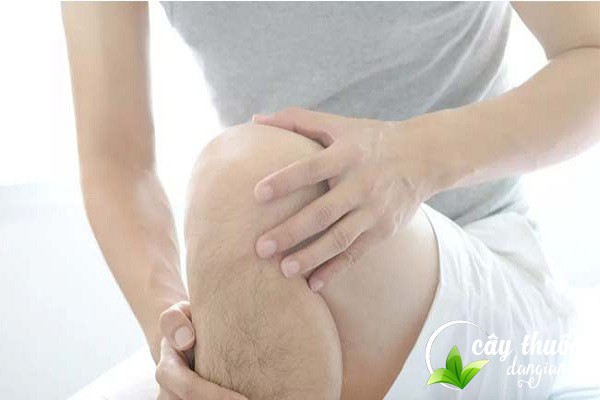 Cây thuốc kim cang có tác dụng chữa rất nhiều bệnh trong y học