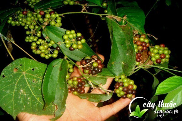 Lá dây kim cang sắc lấy nước uống giúp ổn định huyết áp