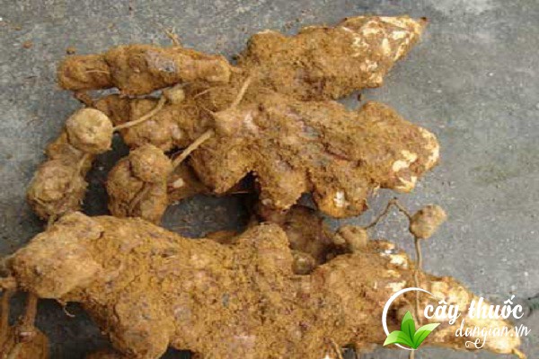 Củ kim cang rửa sạch sắc nước thêm ít đường vào uống giúp trị băng huyết, đới hạ