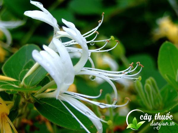 hoa-kim-ngan-ngam-ruou