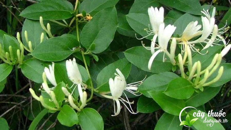 hinh-anh-hoa-kim-ngan