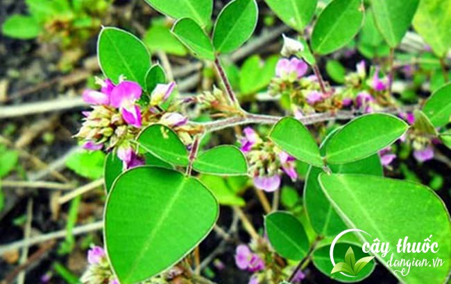 Cây kim tiền thảo