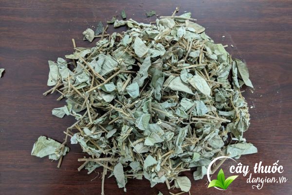 Kim tiền thảo khô