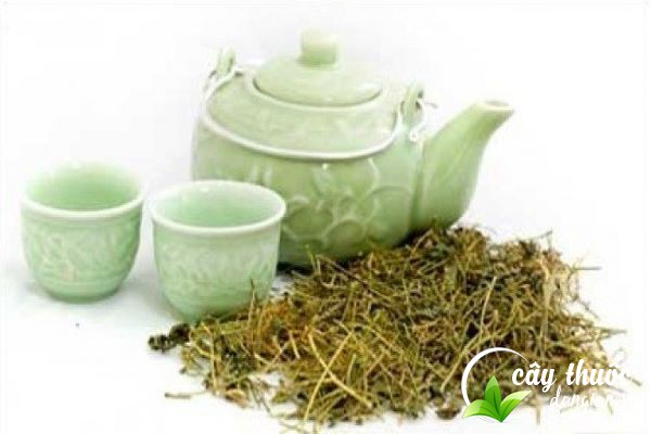 Sử dụng kim tiền thảo đúng cách