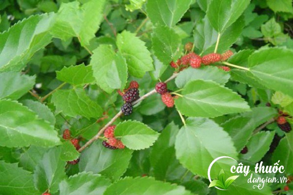 Cây dâu tằm còn có tên gọi khác là cây tầm tang, cây dâu cang,.. được Đông y sử dụng như một loại dược liệu