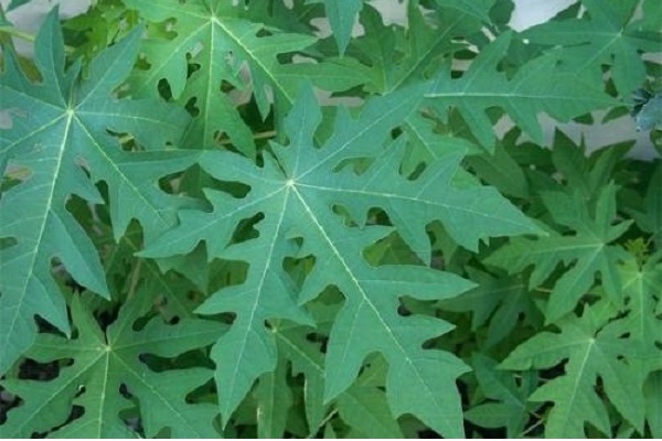 Lá đu đủ đực từ xưa đến nay vẫn được biết đến là một loại dược liệu tốt có công dụng chữa bệnh.