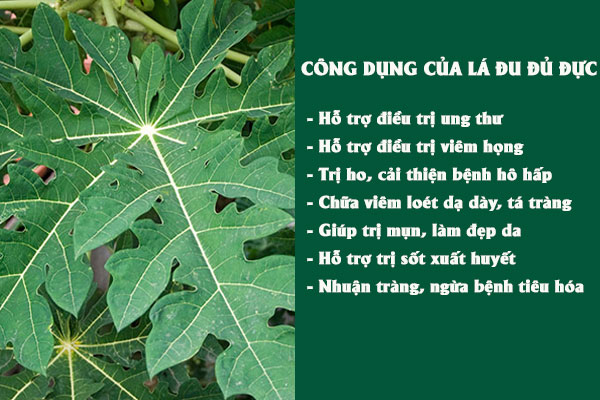 Những công dụng tuyệt vời mà lá đu đủ đực mang lại cho sức khỏe.
