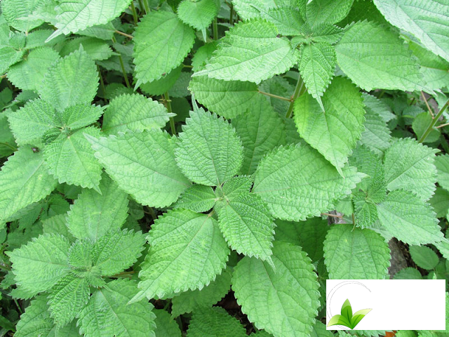 Lá gai tươi giúp cầm máu