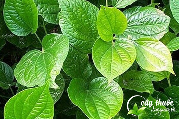 Lá lốt không chỉ là một loại rau mà còn là một vị thuốc có nhiều công dụng cho sức khỏe