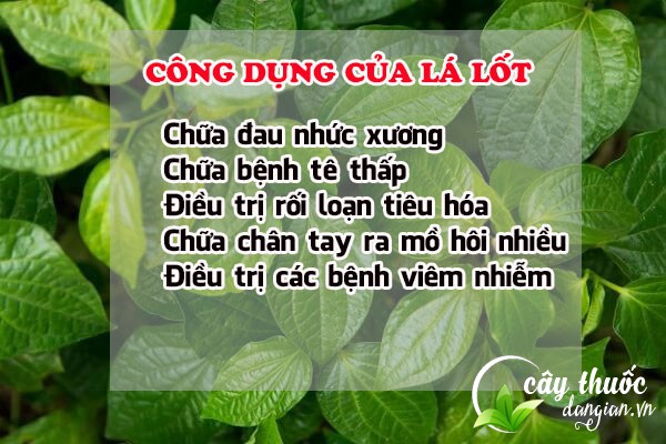 Một số công dụng tuyệt với của lá lốt