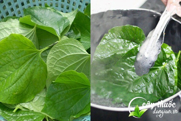 Bài thuốc lá lốt trị viêm nhiễm âm đạo cho chị em nữ giới