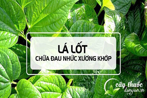 Bài thuốc lá lốt trị bệnh đau nhước xương khớp