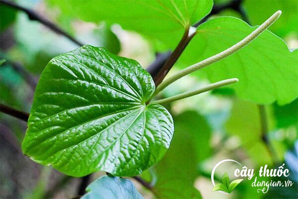 Lưu ý khi sử dụng lá lốt trị bệnh thì nên tham khảo ý kiến bác sĩ trước khi dùng