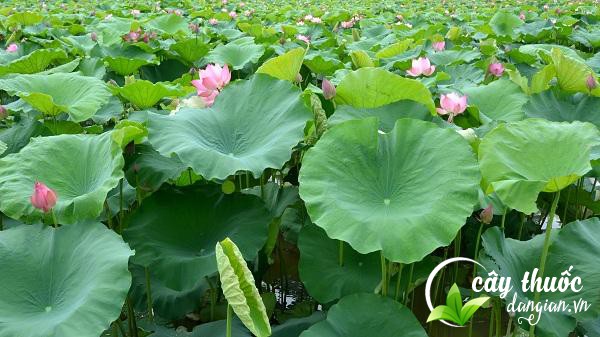 Mua lá sen tại Cây Thuốc Dân Gian chất lượng