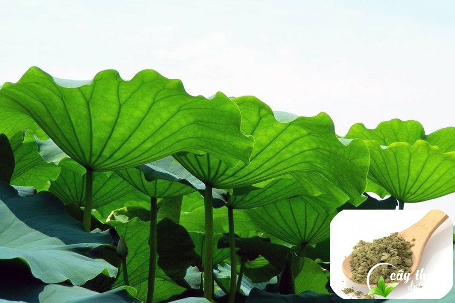 giai-dap-thac-mac-ve-la-sen