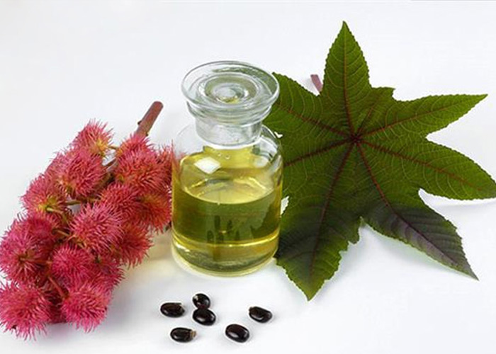 Lá và hạt thầu dầu tía giã nhuyễn đắp lên vùng bụng chữa sa tử cung hiệu quả