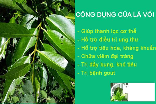 Một số công dụng của lá vối đối với sức khỏe.