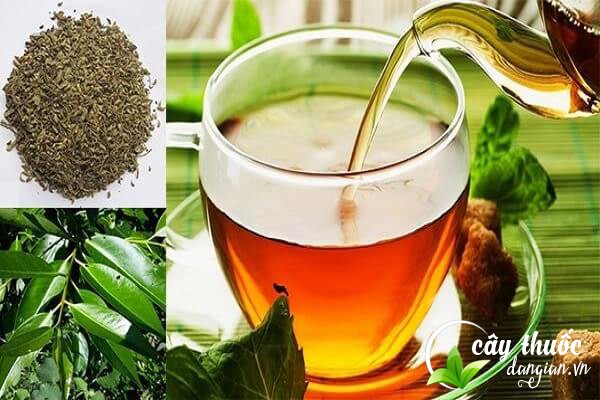 Lưu ý không uống nước lá vối khi đói sẽ dễ gây cồn ruột,...