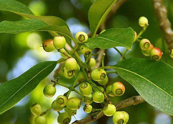 lá vối tốt cho bà bầu