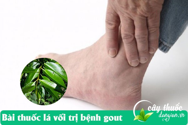 Lá vối còn được nhiều người sử dụng để làm bài thuốc trị bệnh Gout rất tốt.