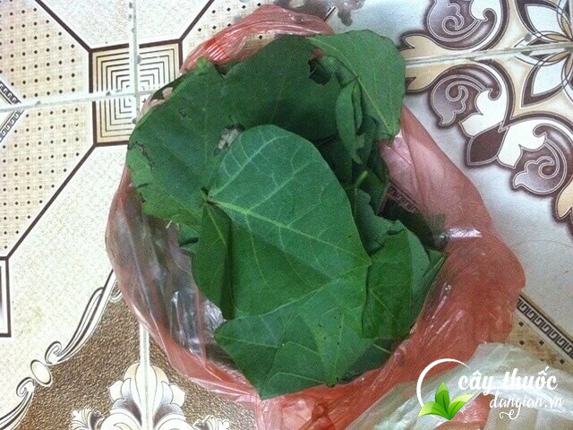 Lá vông giúp an thần