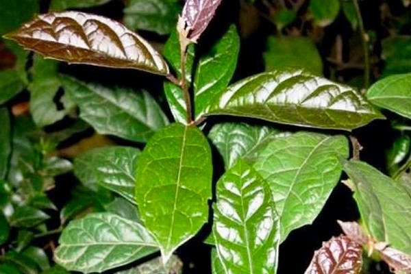 Lá xạ đen là một dược liệu quý được sử dụng để làm bài thuốc chữa nhiều bệnh lý