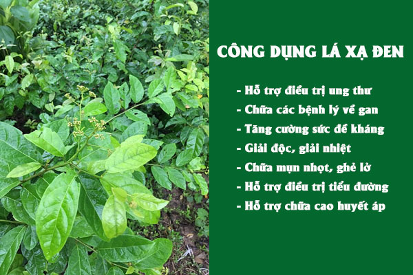 Những công dụng tuyệt vời của lá xạ đen đối với sức khỏe