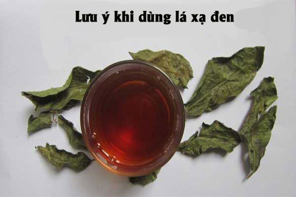 Lưu ý sử dụng lá xạ đen đúng liều lượng để tránh các tác dụng không mong muốn