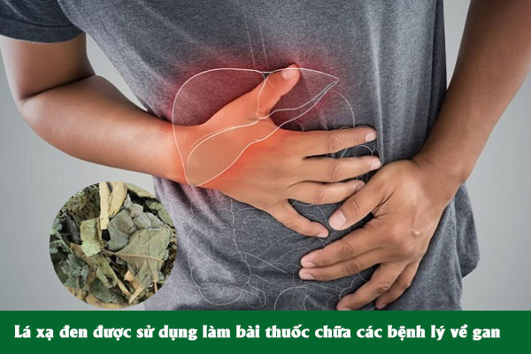 Lá xạ đen thường được dùng làm bài thuốc điều trị các bệnh lý về gan