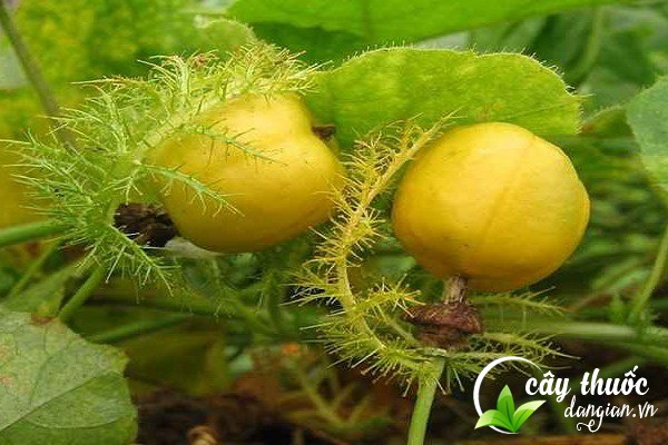 Cây lạc tiên có nhiều tên gọi khác nhau như tây phiên liên, dây chùm bao,...